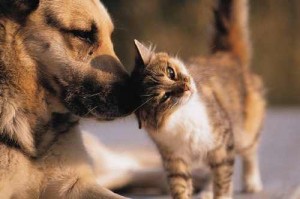 kutya-macska barátság